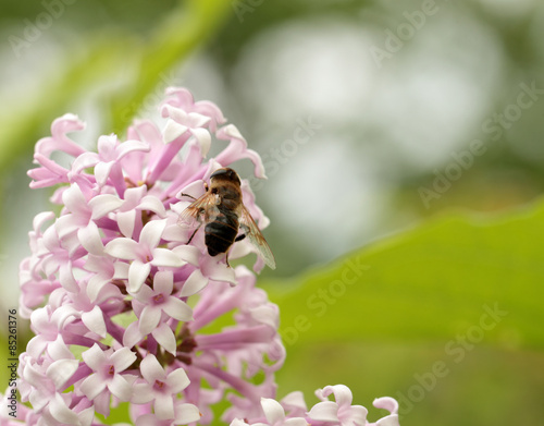 Insect sitting on lilac