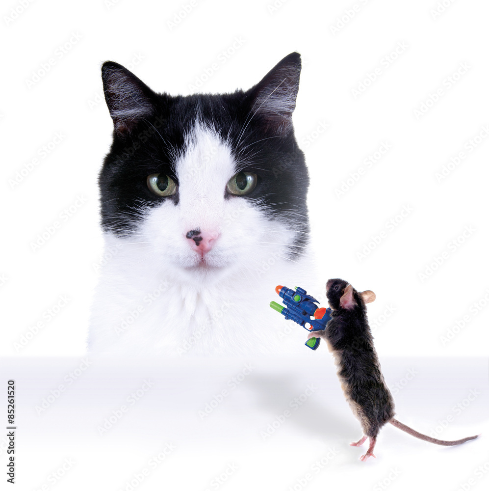 Katze und furchtlose Maus mit Wasserpistole Stock Photo | Adobe Stock