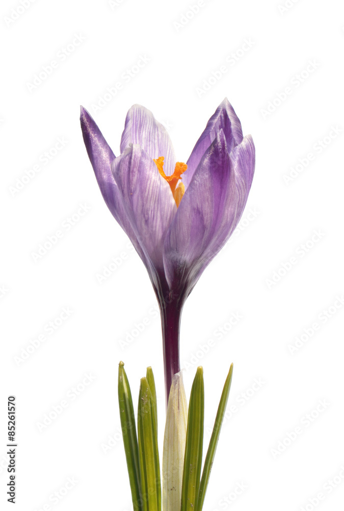 Naklejka premium Purple crocus
