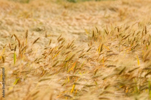 Coltivare il grano