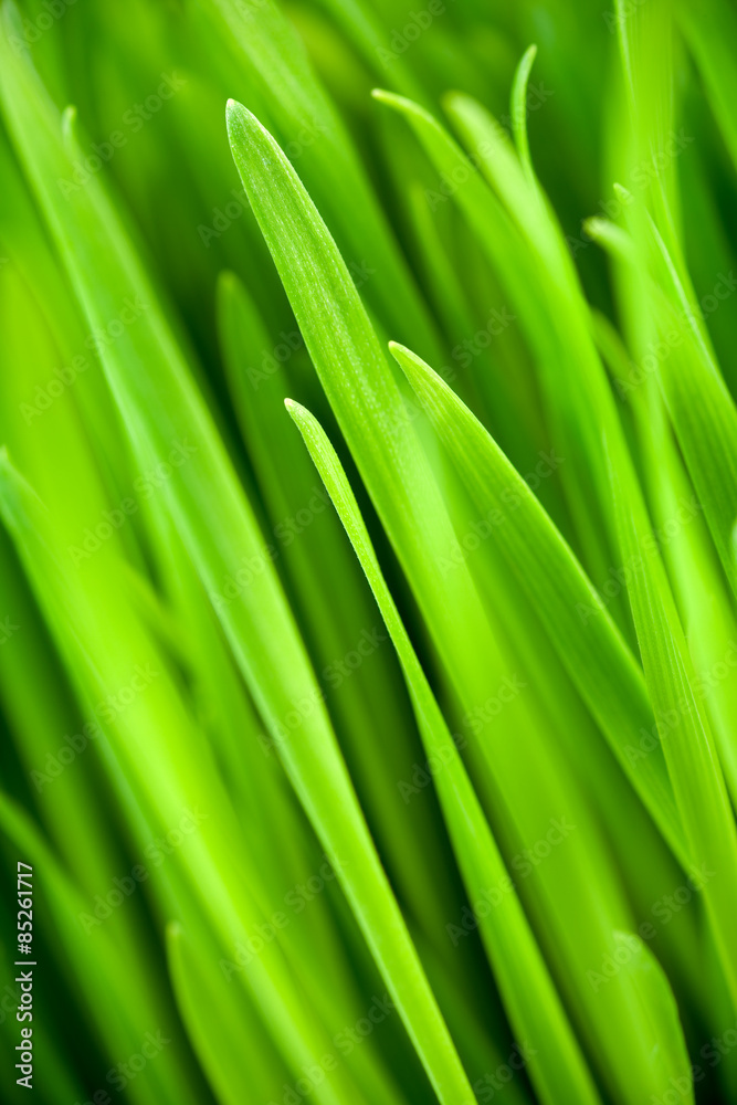 Wheatgrass, Triticum aestivum Wheatgrass, Triticum aestivum