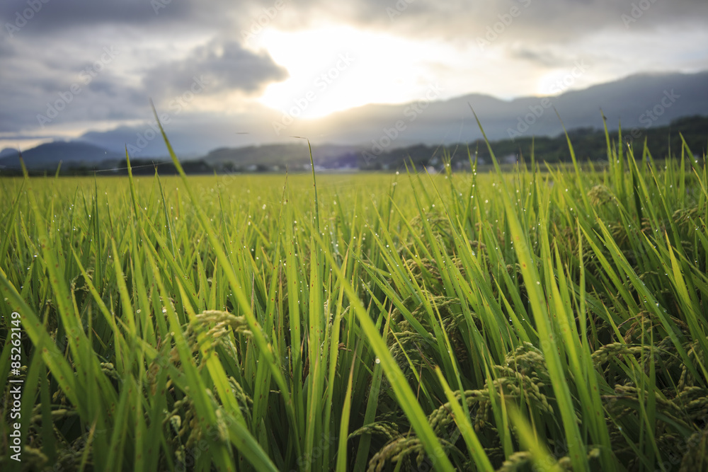 The beauty of the farmland in Taitung Taiwan