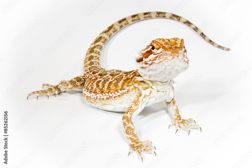Naklejka premium Pogona isolated