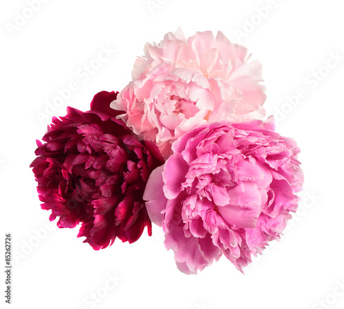 Fototapeta Naklejka Na Ścianę i Meble -  Three different color peonies