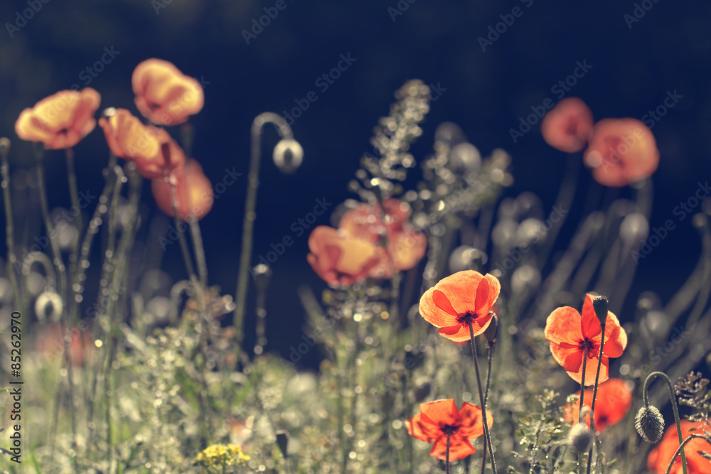 Obraz premium Vintage photo of poppies on sunset