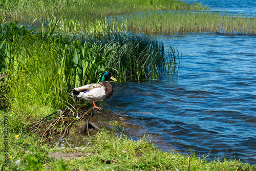 Duck in the pond
