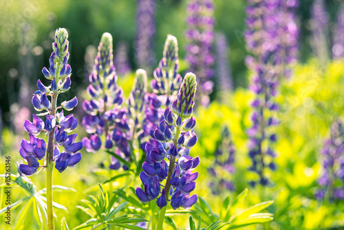 Lupin