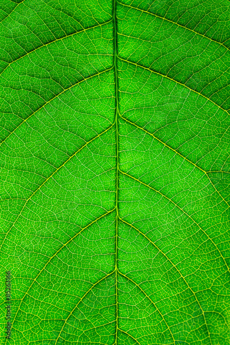 leaf close up