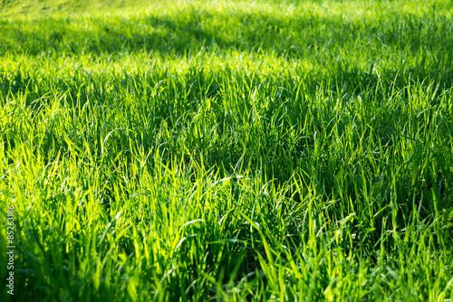 grass field