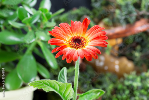 Close up of red gerbera