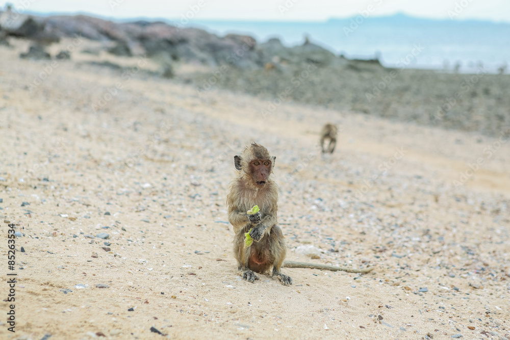 Fototapeta premium Crab-eating macaque.