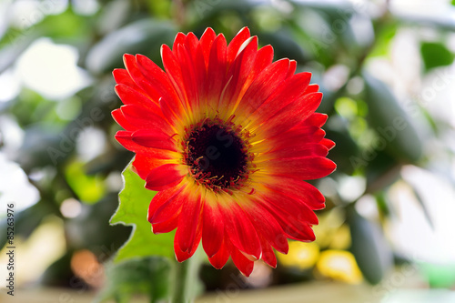 Gerbera flower