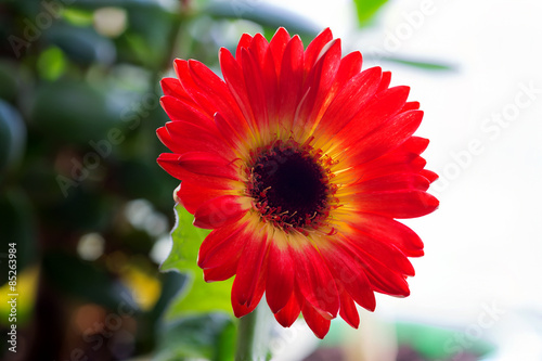 Gerbera flower