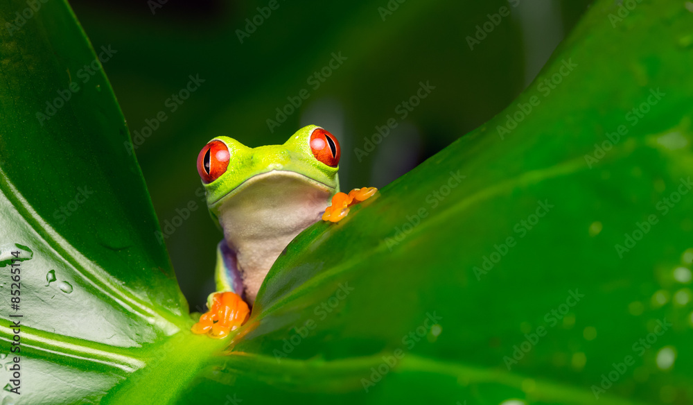 Fototapeta premium Hello! red eyed tree frog on a leaf looking at the camera