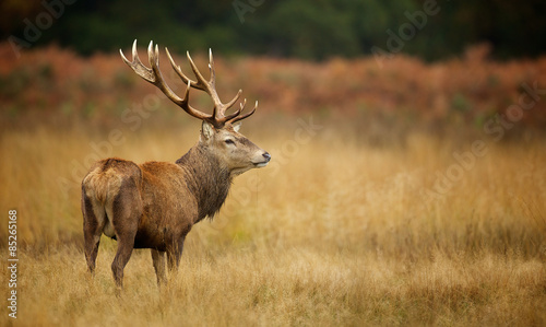 Large red deer stag