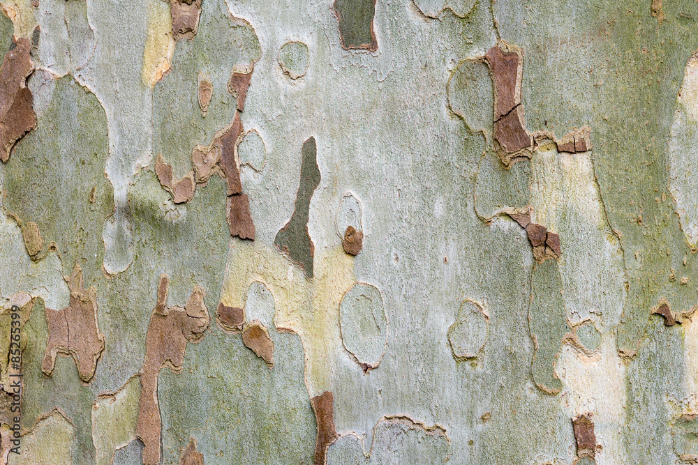 bark texture background, australian eucalyptus tree - obrazy, fototapety, plakaty 