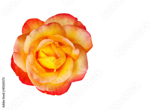 Beautiful yellow rose petals on white background