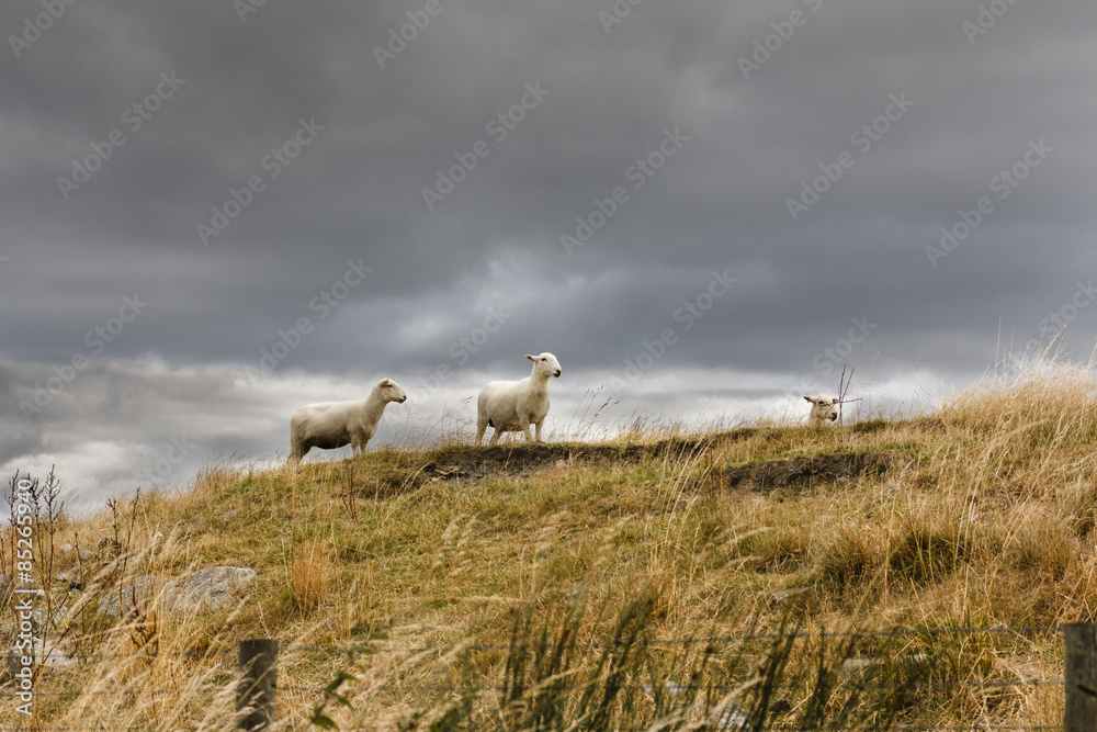 Fototapeta premium Three sheep on a hilly farm as a storm is about to break
