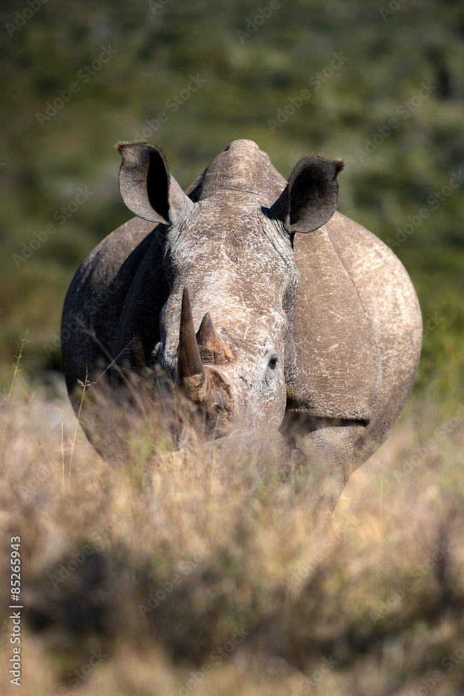 Fototapeta premium A white rhino / rhinoceros grazing in an open field in South Africa