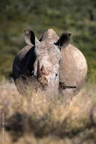 A white rhino   rhinoceros grazing in an open field in South Africa