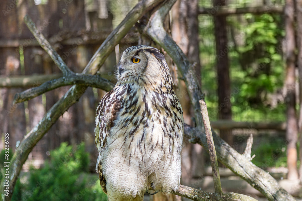 Eagle Owl (Bubo bubo) looking in a habitat Eagle Owl (Bubo bubo) looking in a habitat