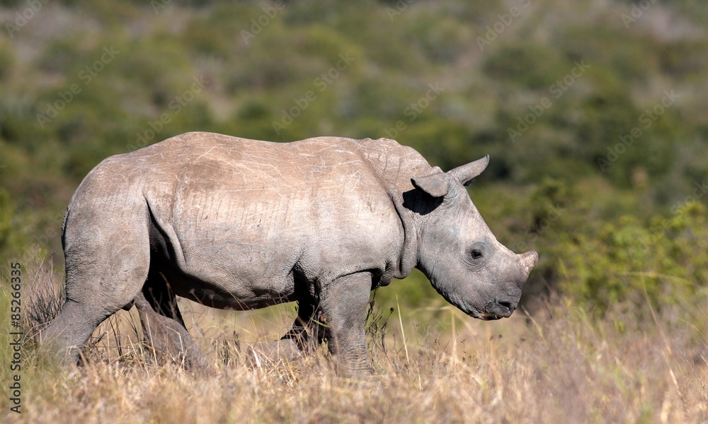Fototapeta premium A young isolated young white rhino / rhinoceros in this image taken in South Africa