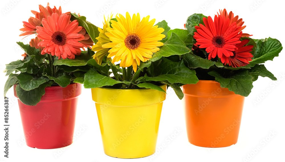 Group of Gerbera Daisies in three pots isolated on white background Group of Gerbera Daisies in three pots isolated on white background
