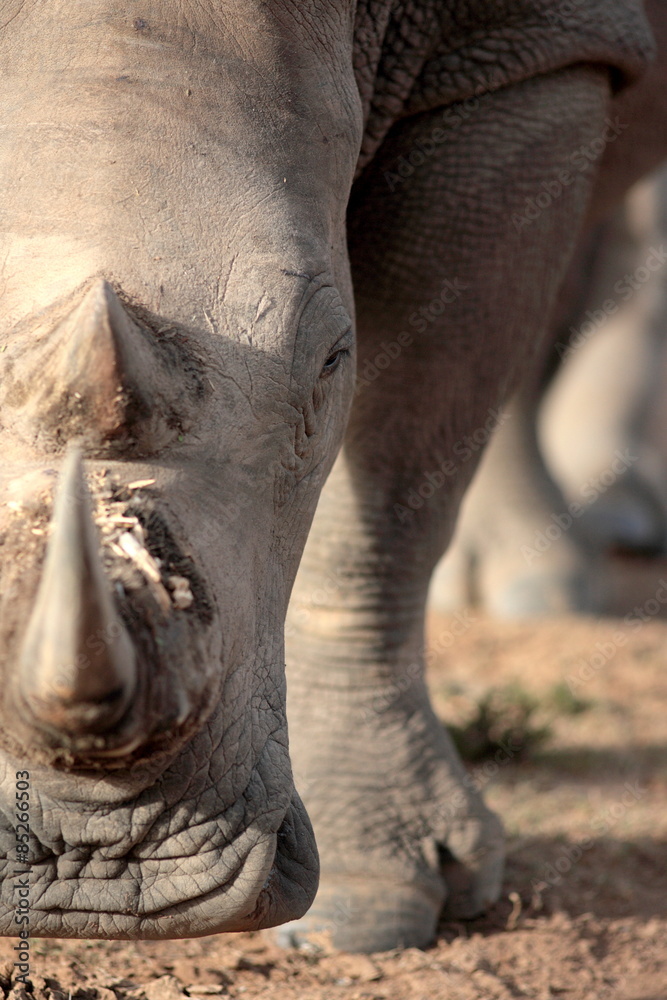 Obraz premium A close up photo of an endangered white rhino / rhinoceros face,horn and eye.
