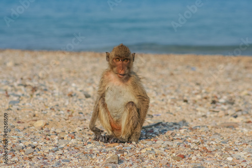 Monkey on the shore. © Smile