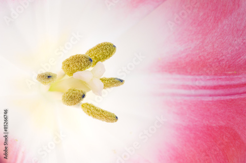 Inside of a pink Tulip
