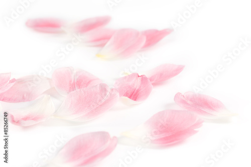Fototapeta Naklejka Na Ścianę i Meble -  Delicate Tulip Petals on white background as floral design element. 