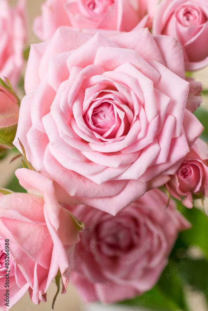 Fototapeta premium Postcard with pink roses