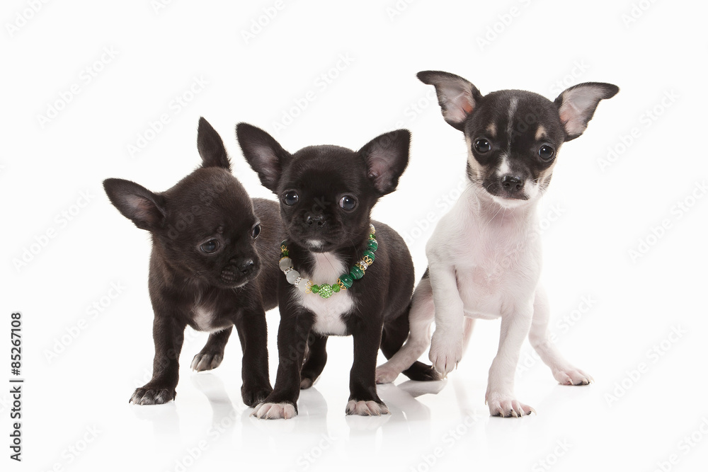 Dogs. Three Chihuahua puppies isolated on white Dogs. Three Chihuahua puppies isolated on white