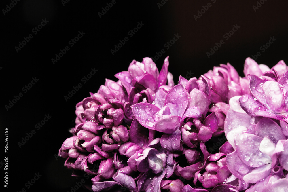 Lilac pink flower macro background.