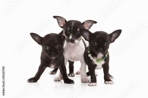 Dogs. Three Chihuahua puppies isolated on white © dionoanomalia