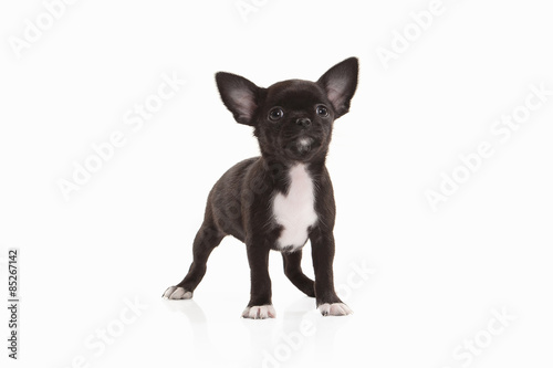Dog. Chihuahua puppy isolated on white © dionoanomalia