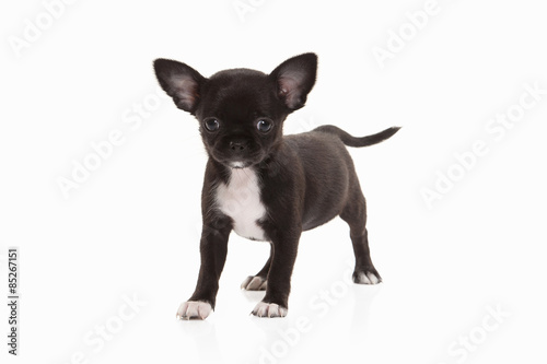 Dog. Chihuahua puppy isolated on white © dionoanomalia