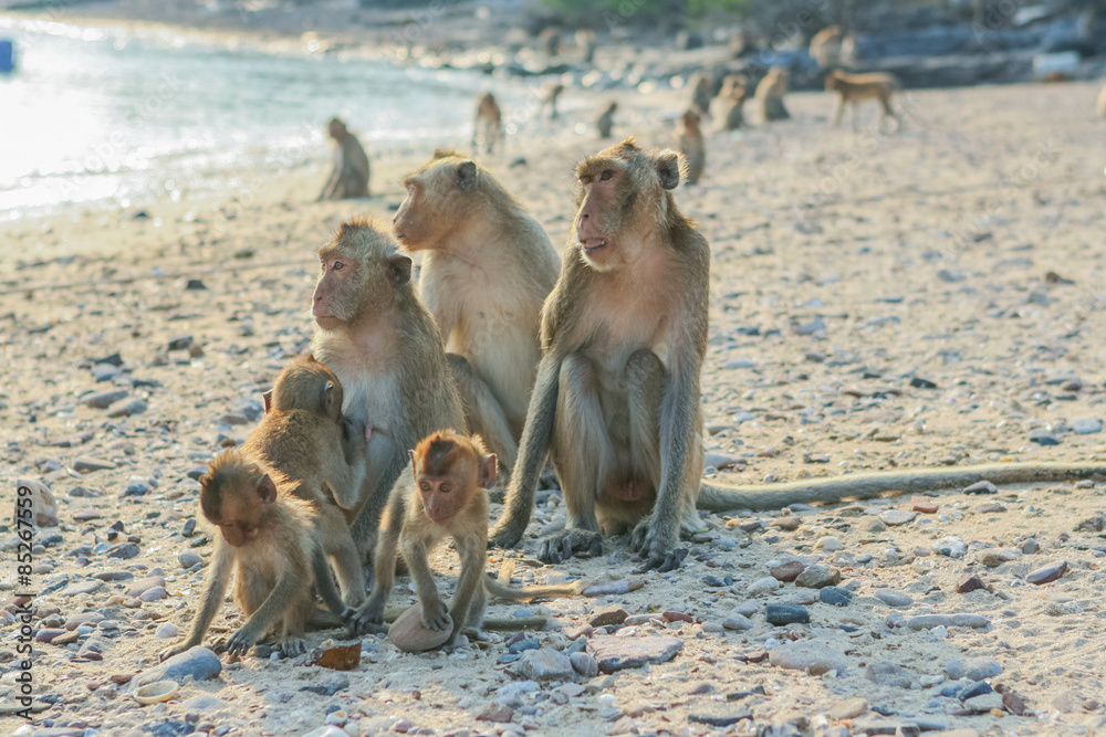 Monkey's family on the shore.