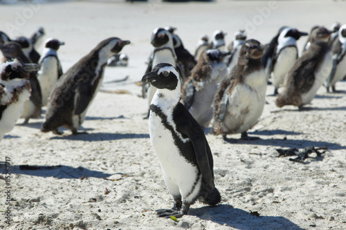 African penguins in Boulders beach