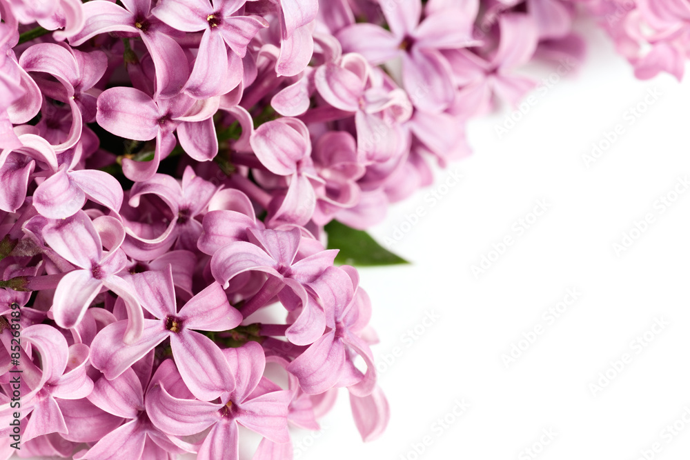Fragrant Lilac corner or border floral design element on white background. 