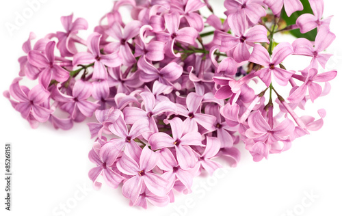 Stem of Lilac Blossoms on white background. 