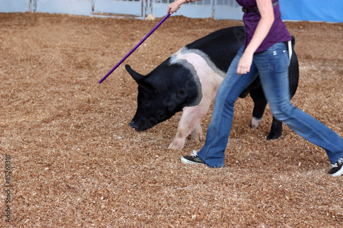 Woman training pig at the state fair