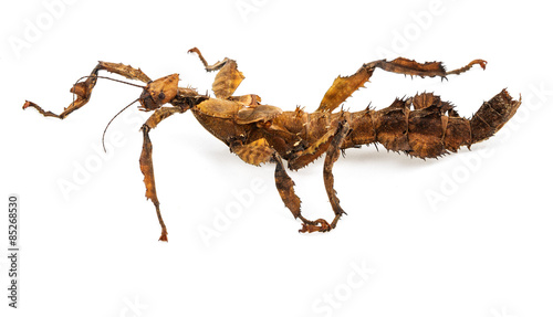 Extatosoma tiaratum tiaratum - spiny leaf insect
