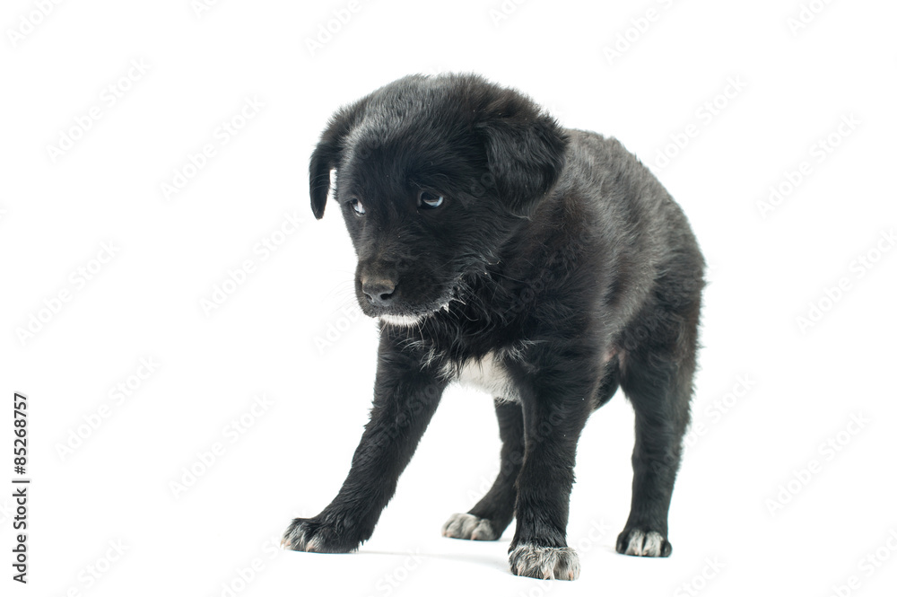 Obraz premium Puppy isolated