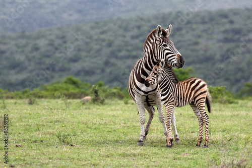 A female zebra and her fowl in this image.