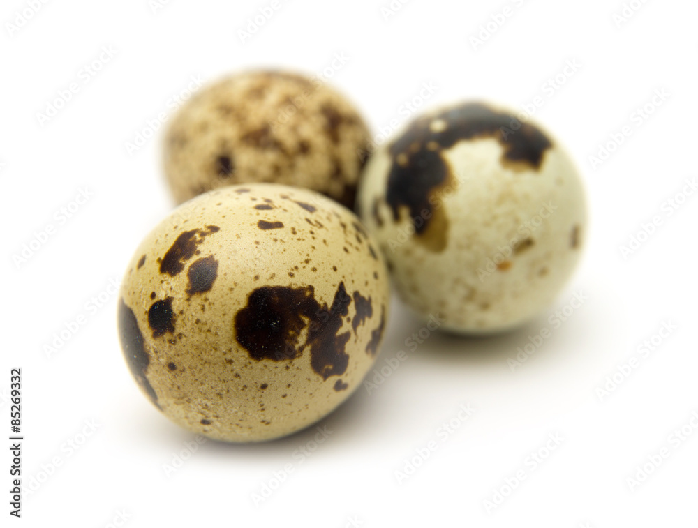 quail eggs quail eggs