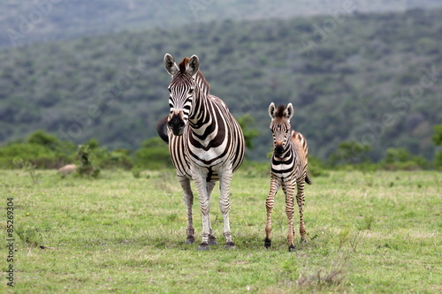 A female zebra and her fowl in this image.