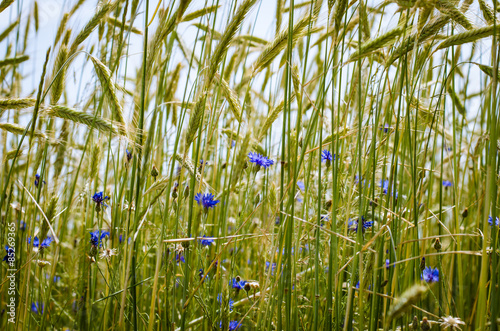 corn-flower in ripe wheat