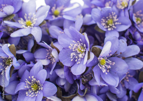 Hepatica nobilis