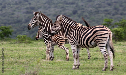2 female zebra and a fowl in this image.